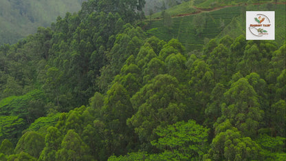 Fragrant Tales Earl Grey Black Tea | Premium Ceylon Loose Leaf Tea with Natural Bergamot Aroma | 1LB (454g) Freshly Packed in Resealable Pouch